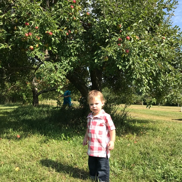 Well dressed wolf (Omi Jo) 18 mo. Boy collared cotton shirt - Picture 6 of 6